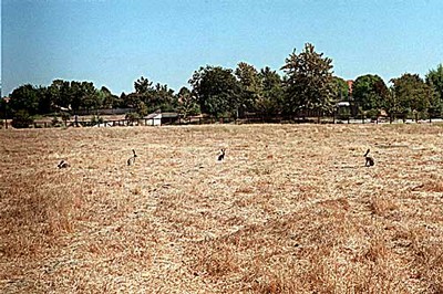 Jackrabbits in Fenced Habitat Area