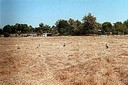 Jackrabbits in Fenced Habitat Area