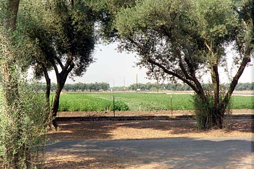 Olive Trees