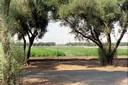 Olive Trees