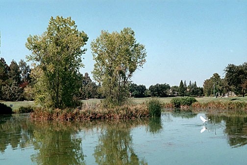 Bird and Pond