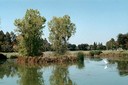 Bird and Pond