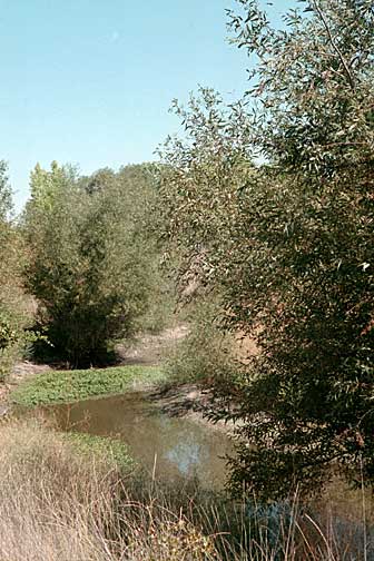 Detailed View of the North Area Pond