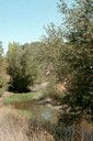 Detailed View of the North Area Pond