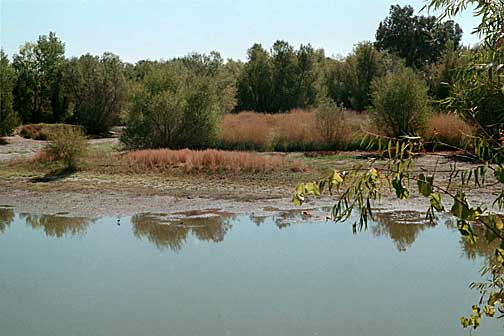 North Area Pond View 