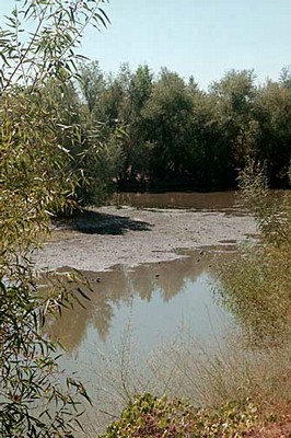 North Area Pond Reflections